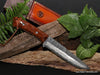 Hunting or collectible knife 180mm beveled Raptor design blade hand forged in Japan exclusively for Salter Fine Cutlery with scalloped handle and logo sheath